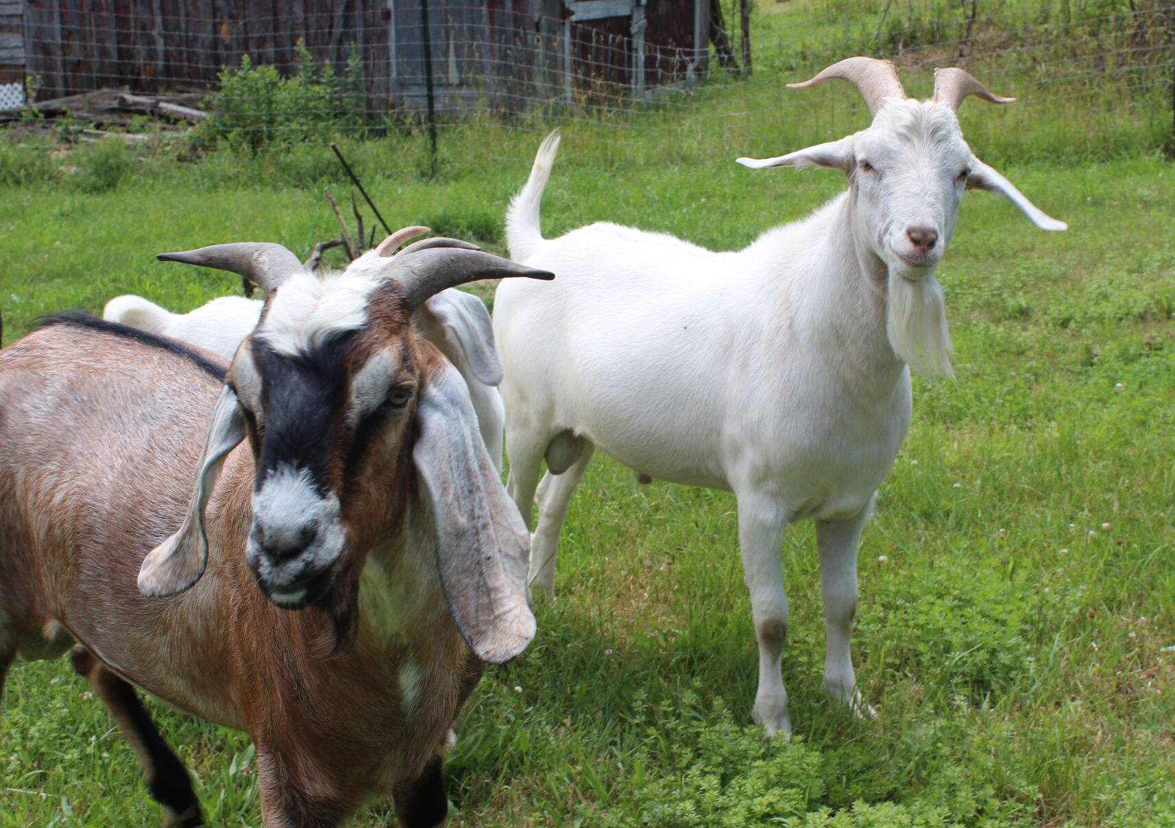 goats